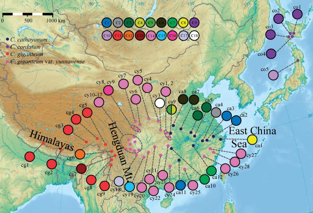 Map of the sampling locations and the geographical distribution of cpDNA haplotypes detected in Cardiocrinum