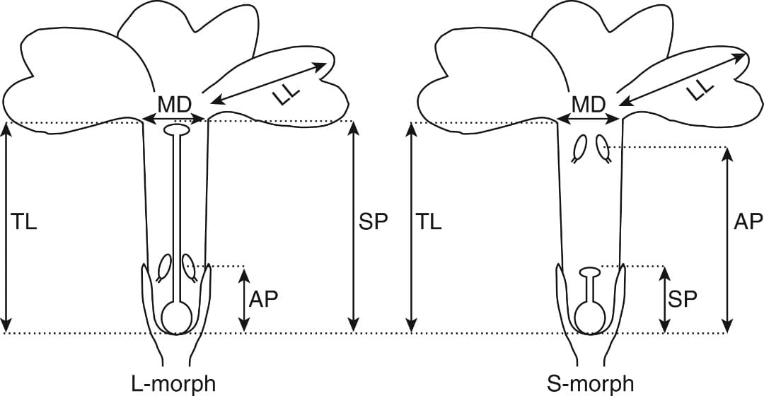 Floral traits measured in individuals of P. marginata (hexaploids and dodecaploids) and P. allionii (hexaploid species).