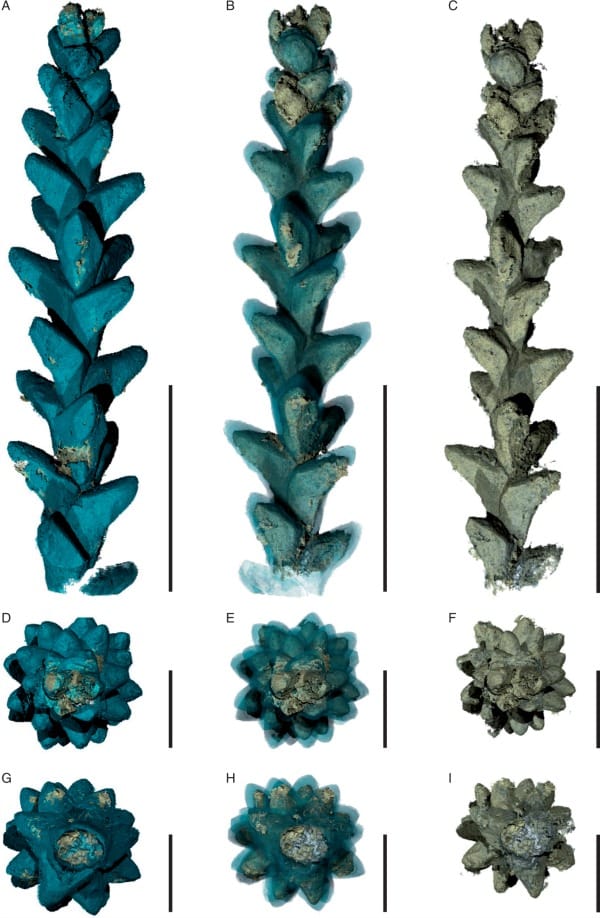PPC-SRμCT, 3D renderings of the leafy axis of Glenrosa carentonensis, specimen IGR.BUZ-7.