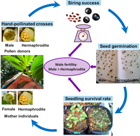 High male fertility in males of a subdioecious shrub
