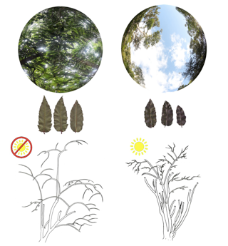 Trait coordination and structural variation in Amborella trichopoda