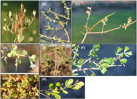 Host specificity in parasitic plants – perspectives from mistletoes