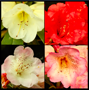 Why is population information crucial for taxonomy?