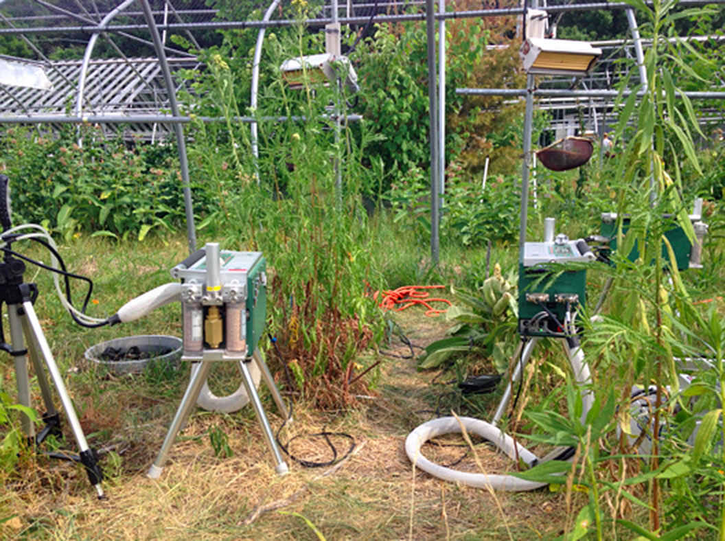 Leaf gas exchange measurements being performed at the Boston Area Climate Experiment (BACE).