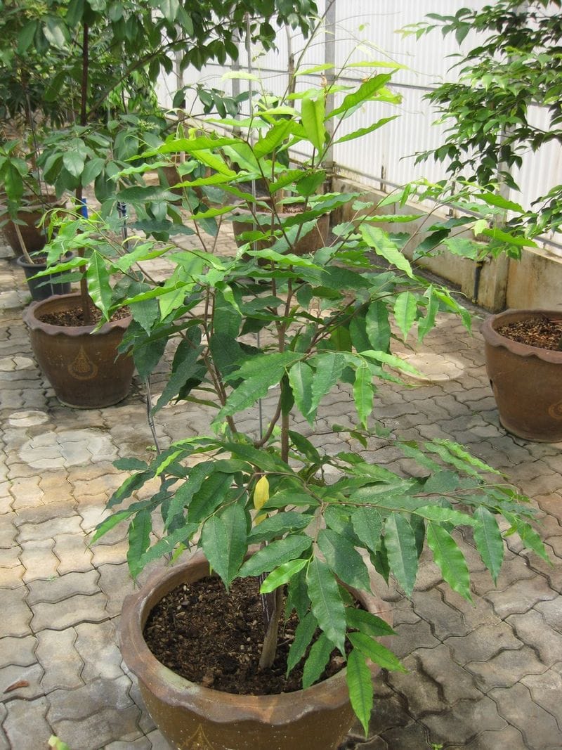 Aquilaria cressna seedlings