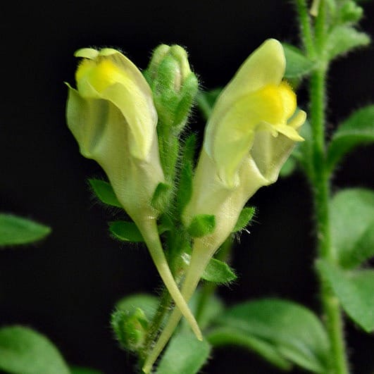 toadflax Linaria cavanillesii