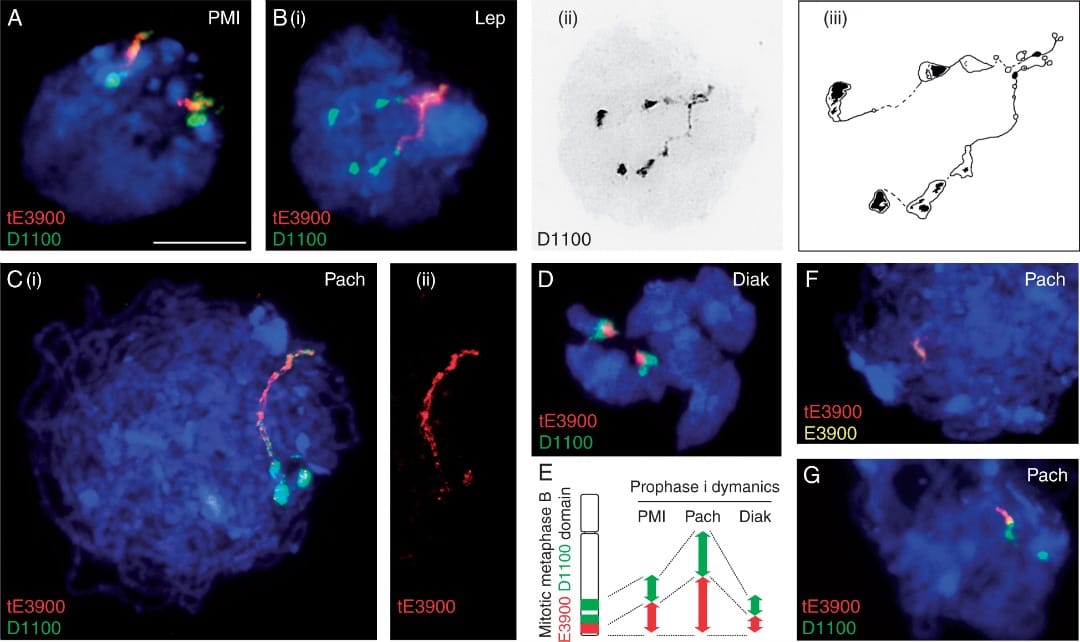 Dynamics of tE3900 (red) and D1100 (green) throughout pre-meiotic interphase and prophase I in 2B plants grown in control con