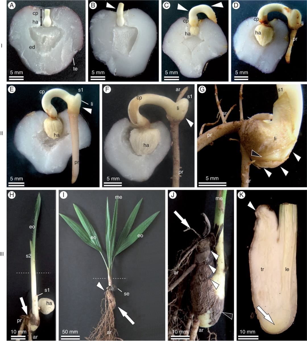 Seeds and seedlings of A. aculeata, indicating (on the left) the development phases of the saxophone stem