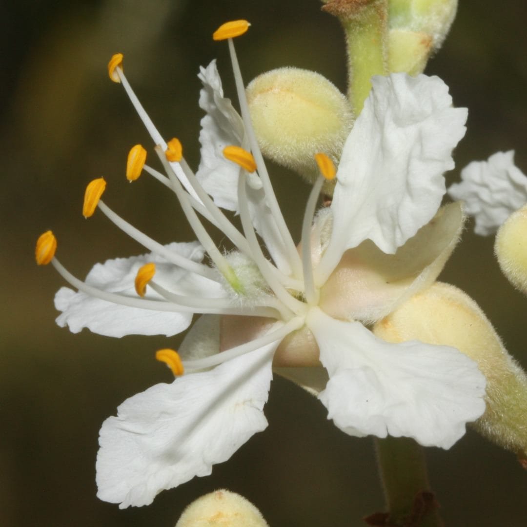 Goniorrhachis marginata