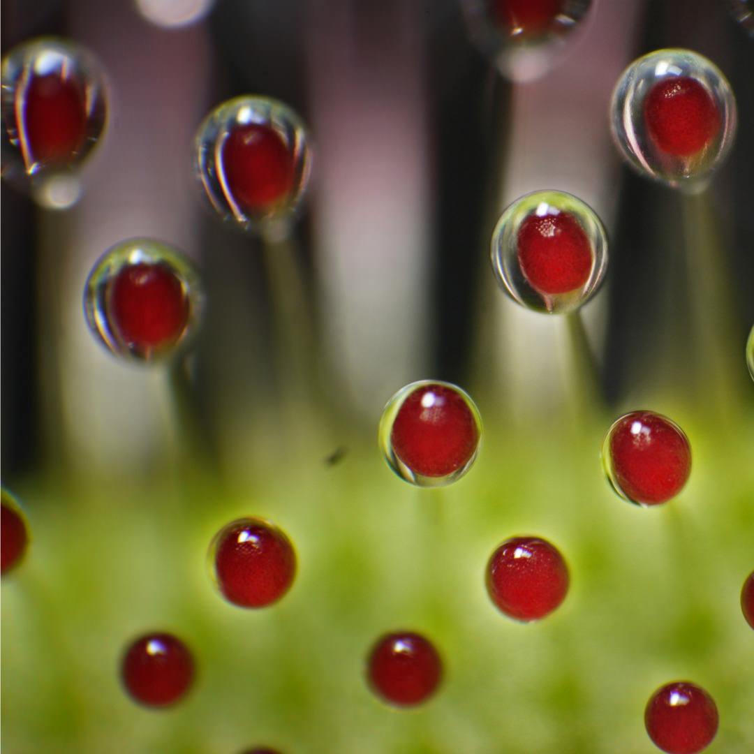 Drosera / Sundew.