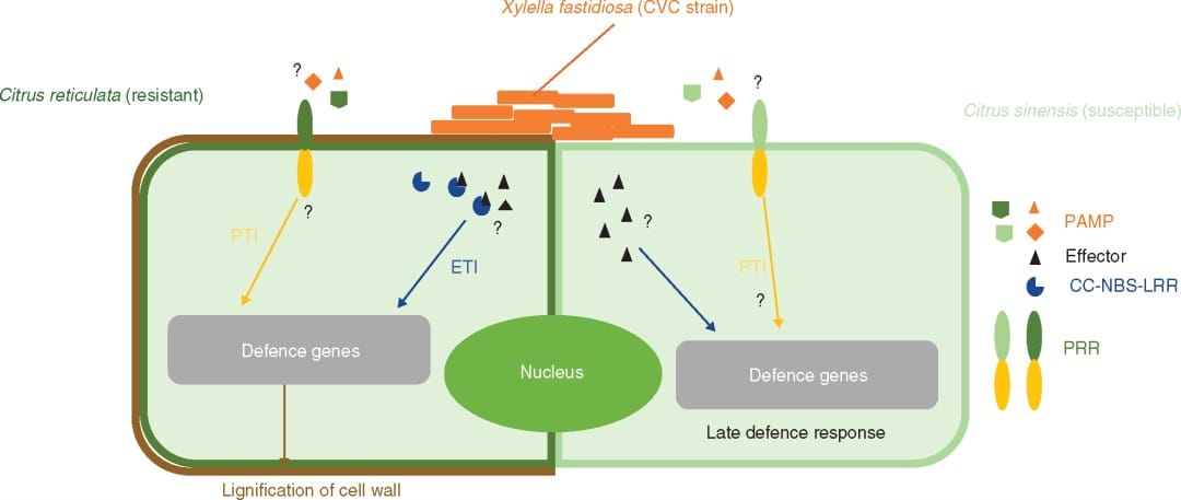 Schematic representation of X. fastidiosa interaction with resistant and susceptible genotypes.