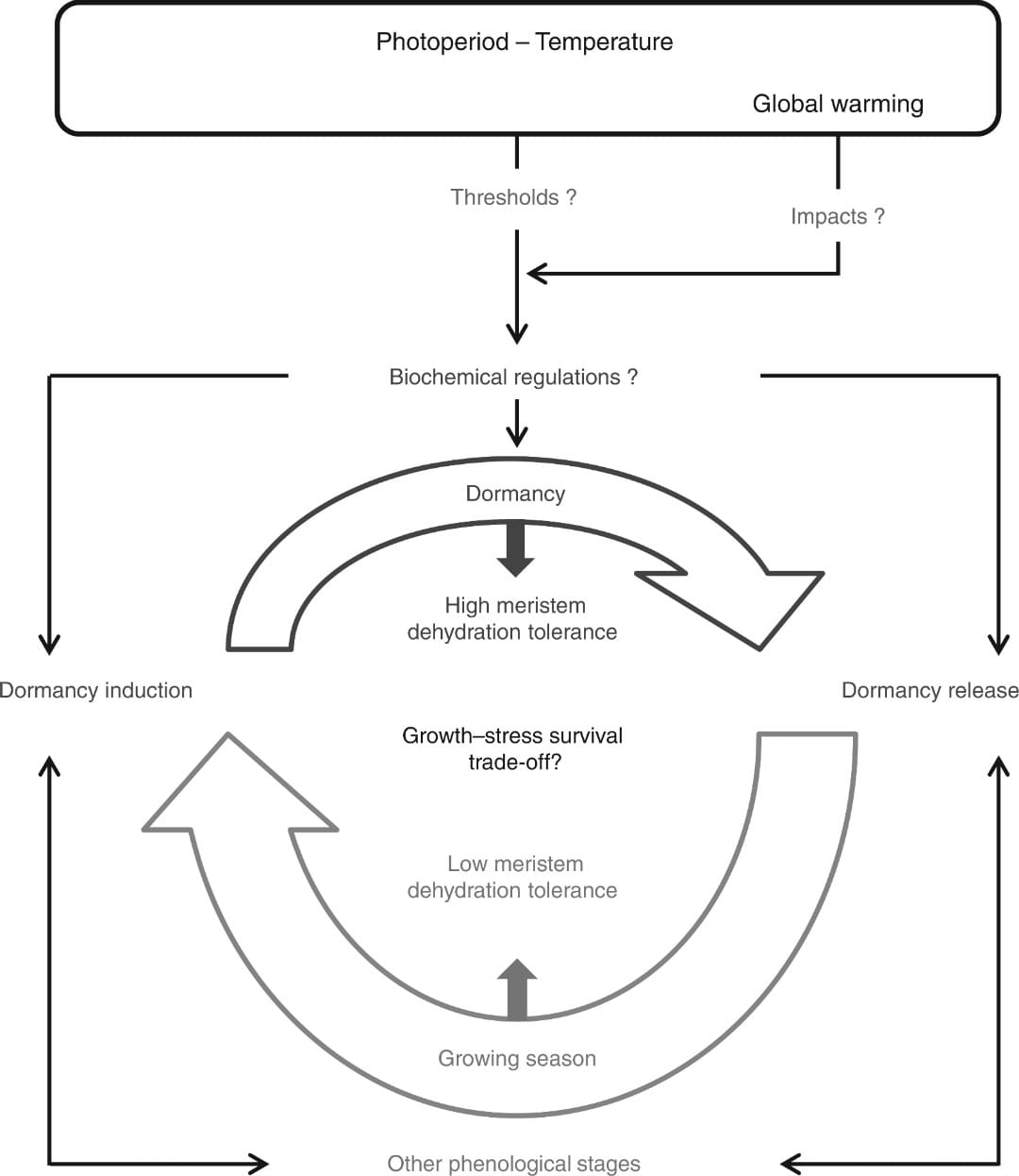 Comparison of winter and summer dormancy in herbaceous perennial species