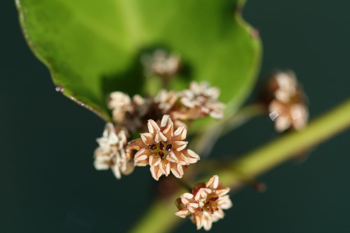 Amborella trichopoda