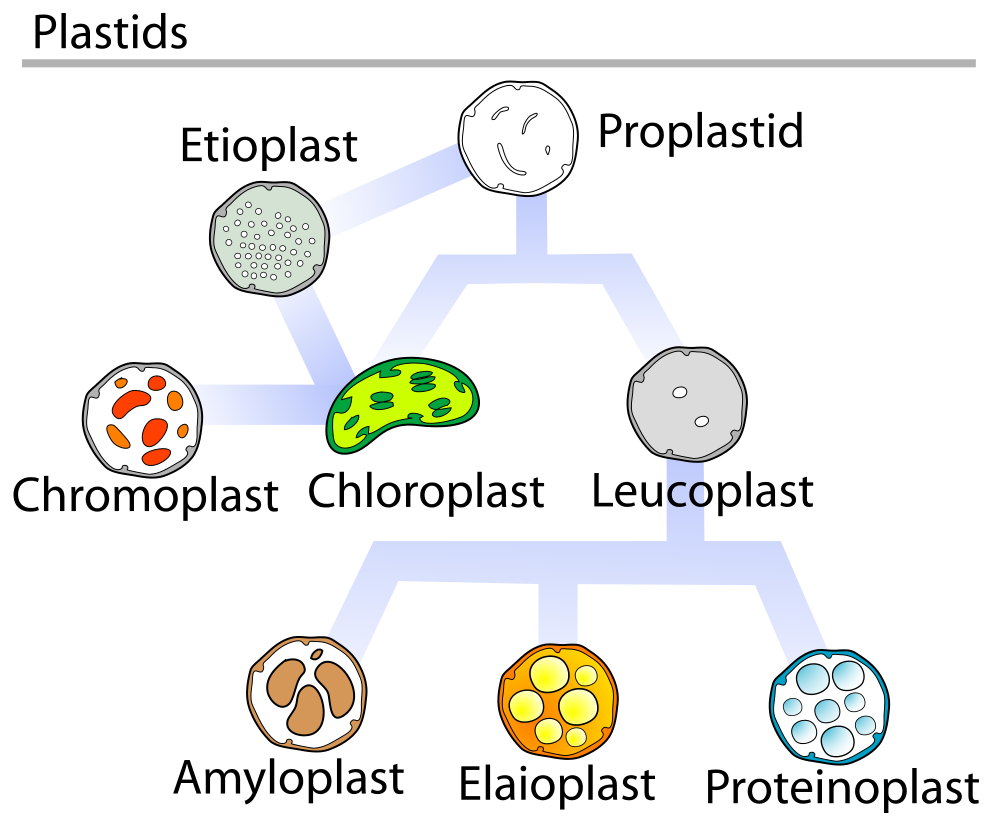 Plastids are responsible for photosynthesis, storage of products like starch and for the synthesis of many classes of molecul