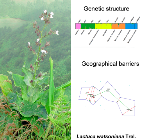 Population genetic patterns in an endangered island perennial