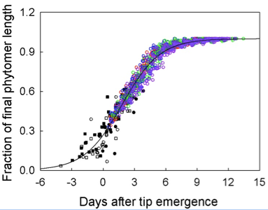 Phytomer development in a C4 grass