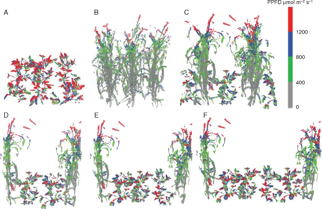 Representative reconstructed canopies with the maximum PPFD ranges colour coded for 1200 h.
