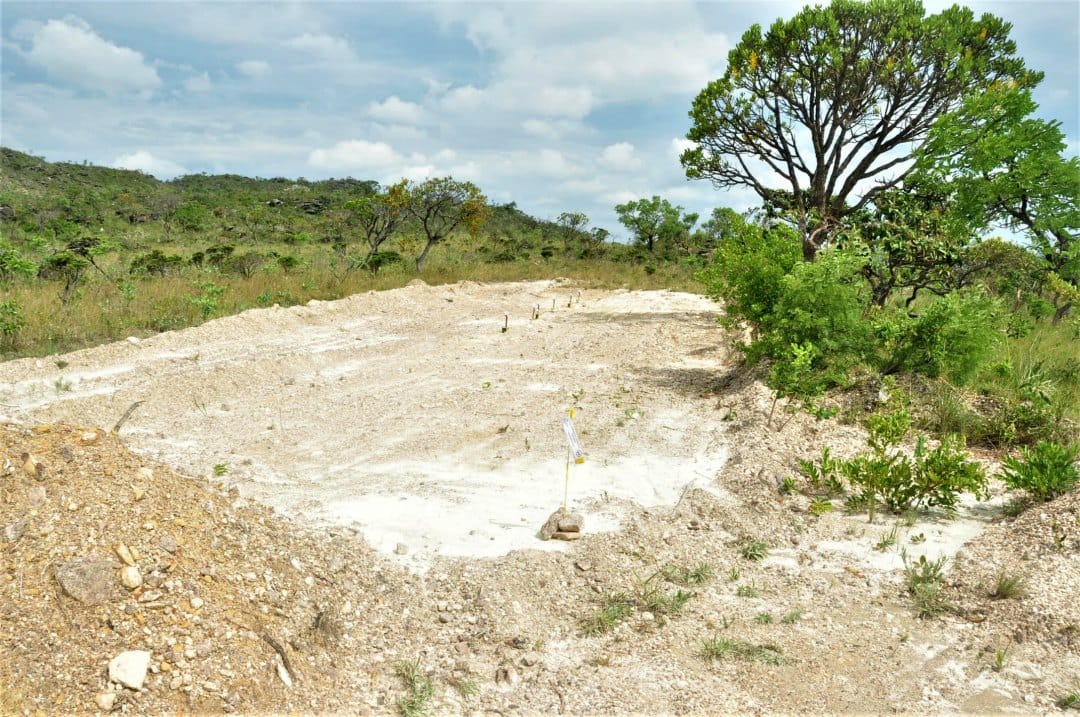 Seed supply strongly limits restoration of degraded areas of the biodiverse Brazilian campo rupestre.