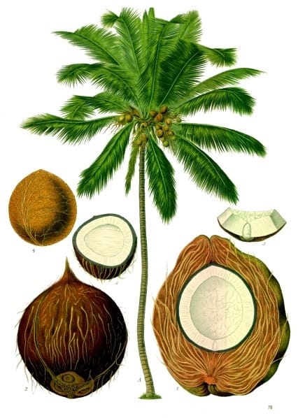 Cocos nucifera