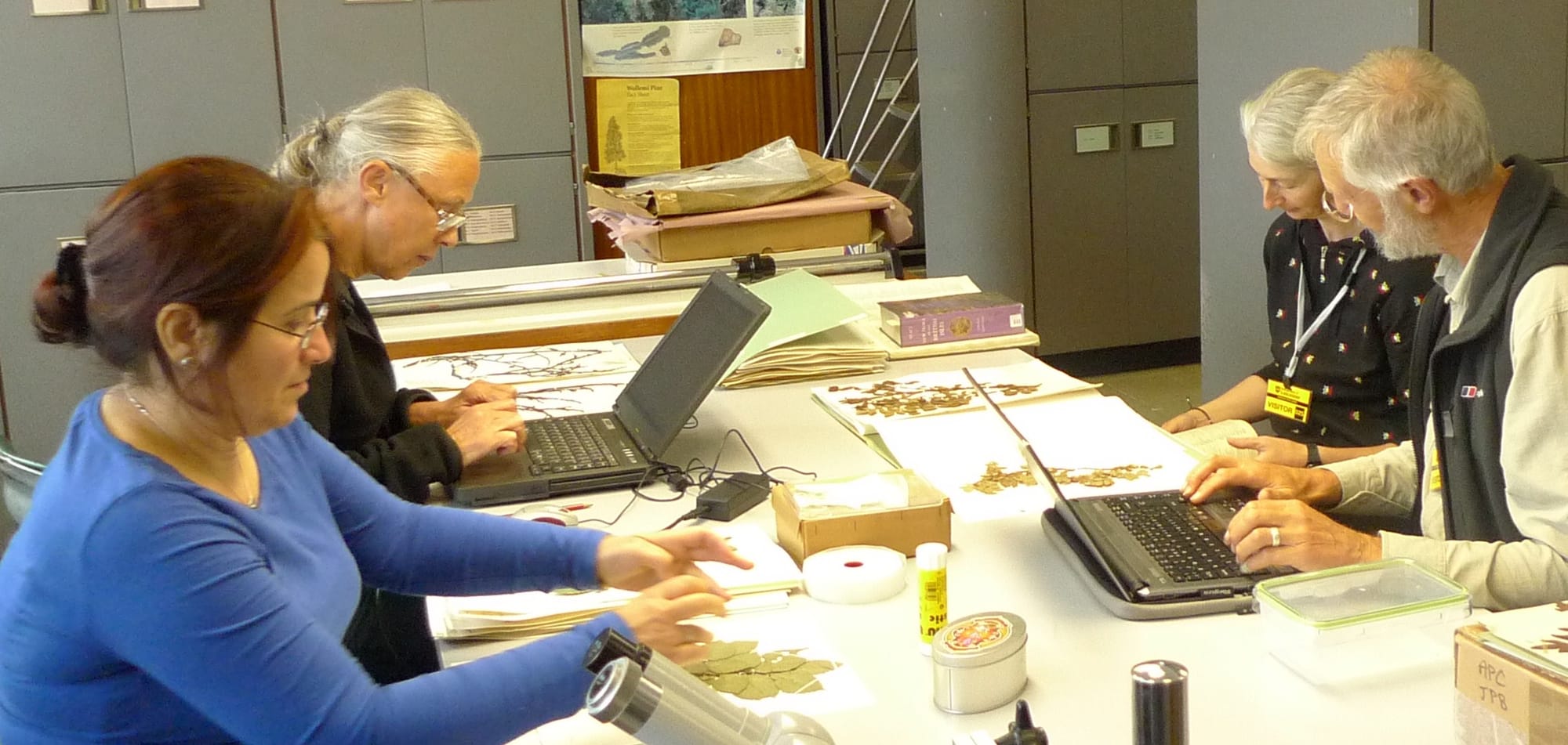 How you can use online herbaria to learn about plants
