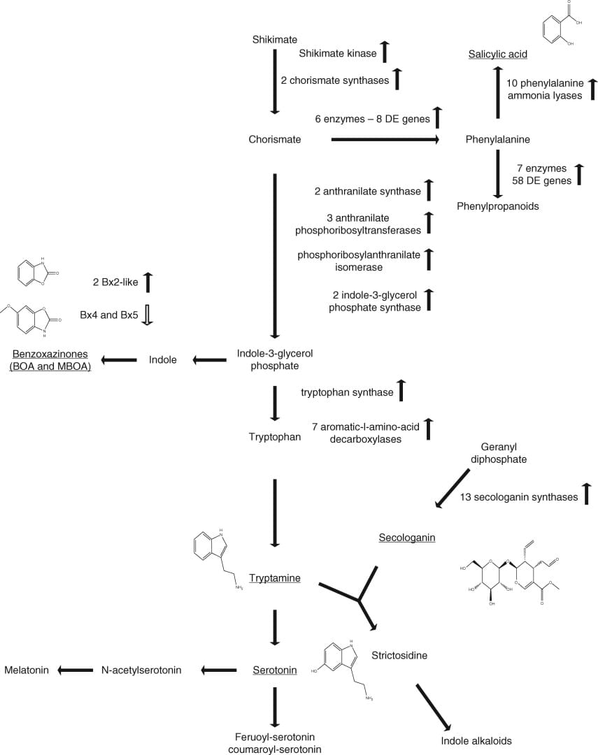 Molecular inference for induction of phenylalanine, tryptamine and tyrosine pathways that lead to the production of defence-a