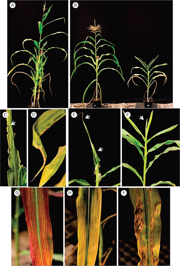 Maize bushy stunt phytoplasma (MBSP) induced diverse morphological changes in maize plants.