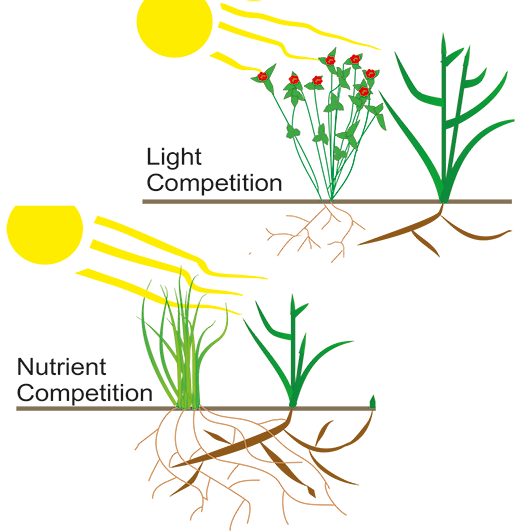 Light competition versus nutrient competition.