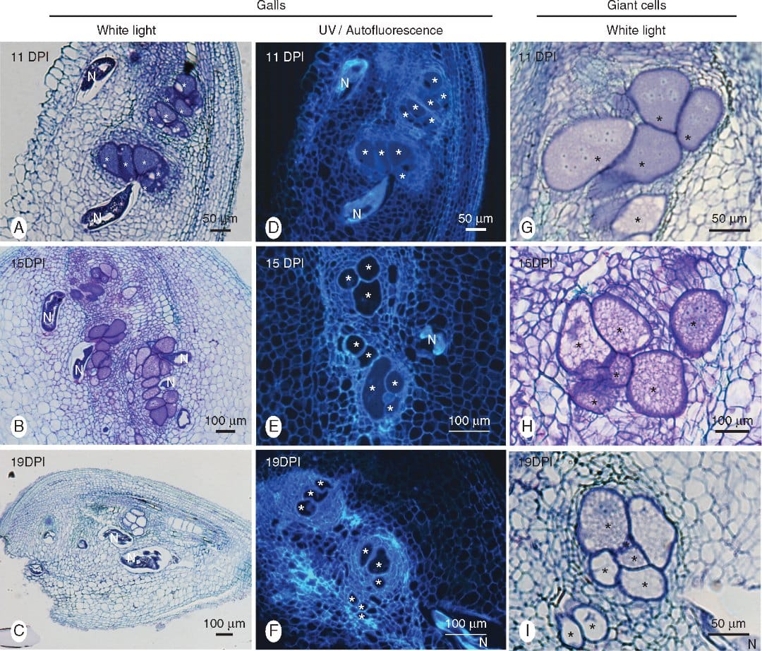 Histological analysis of galls induced by Meloidogyne graminicola in resistant rice (Oryza glaberrima TOG5681) roots.