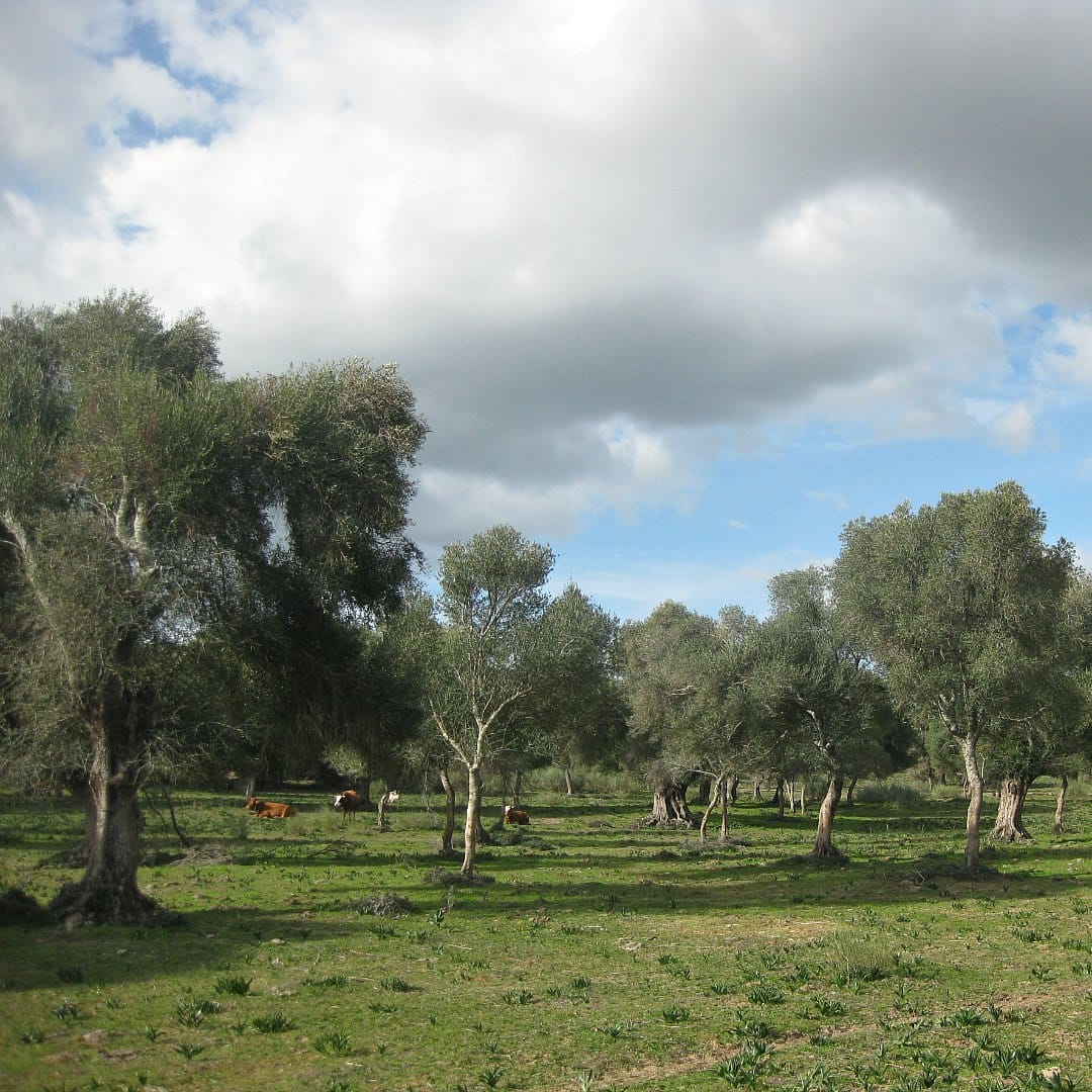 An olive grove