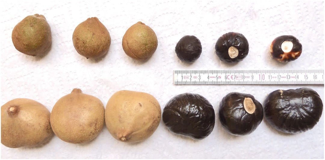 Two fruit/seed morphotypes, I (UCD Arboretum) - upper row and II (Quarry Hill Botanical Garden) - lower row, of Aesculus indi