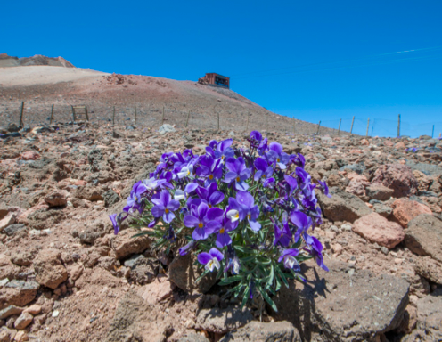 Species-environment interactions changed by introduced herbivores