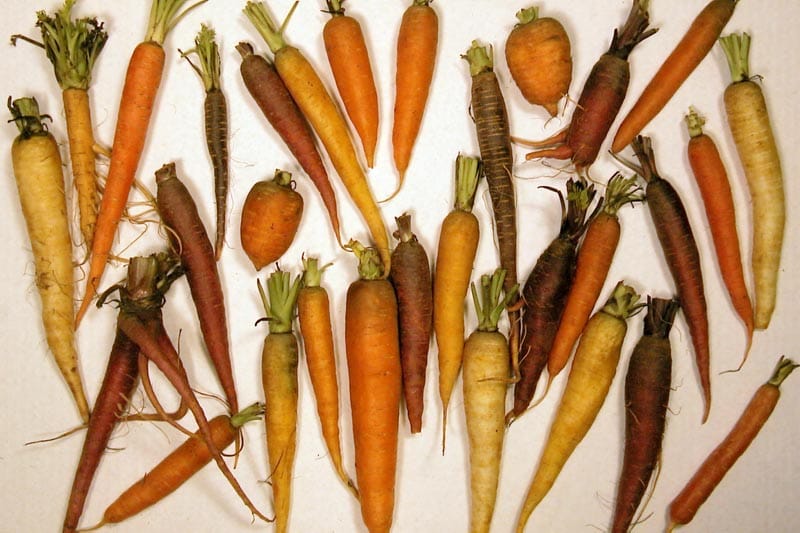 Many carrots