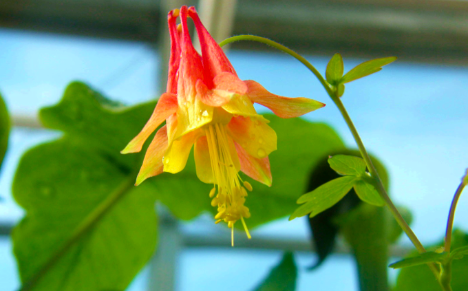 Aquilegia performs better in soils influenced by distant relatives