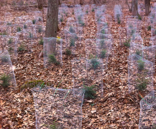 Seasonal variation in effects of herbivory