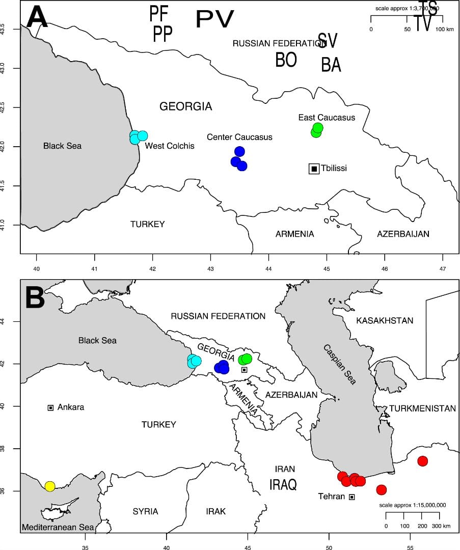 Map of Georgia (A) pointing out the sampling sites for Alnus glutinosa subsp. barbata in Western (Cyan), Central (Blue) and E