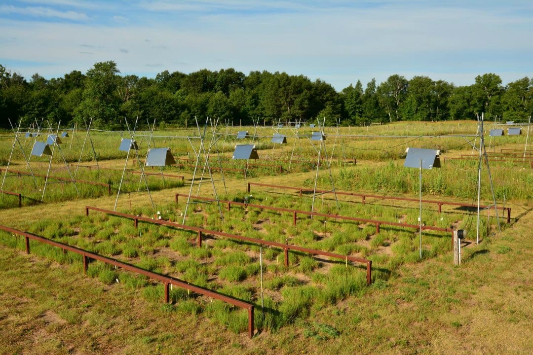 Meadows under heating lamps.