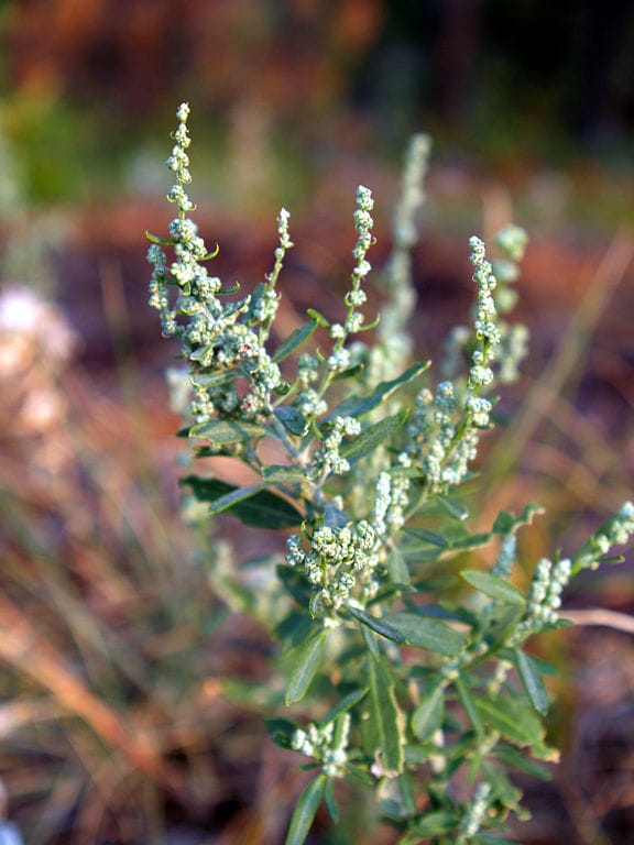 henopodium berlandieri at Wind Cave National Park, South Dakota, USA