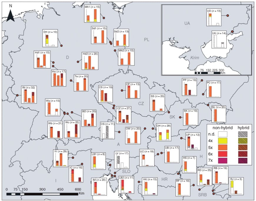 Distribution of cytotypes and hybrids of subsect. Caninae and Rubigineae in the study area.
