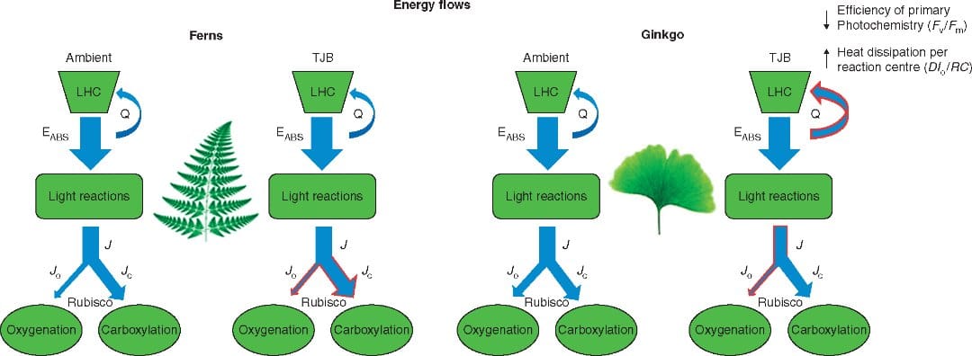 Schematic model depicting the changes in the energy flows of Ginkgo and ferns when acclimated to TJB atmospheric conditions.