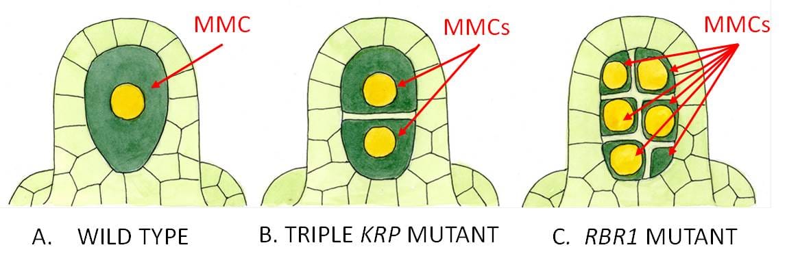 The effect of mutating the genes controlling ‘the switch to sex’ in the Arabidopsis ovule
