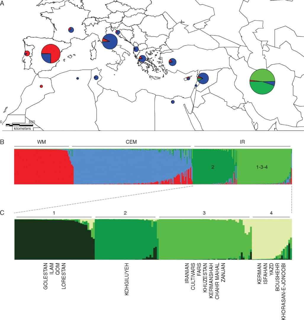 Geographical distribution of different gene pools detected through Mediterranean and Iran using Structure software