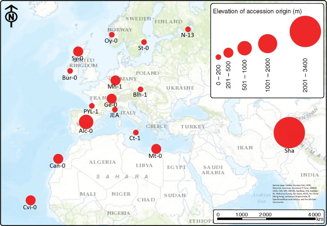 Origin of the arabidopsis accessions used in this study. The size of the circle reflects elevation.