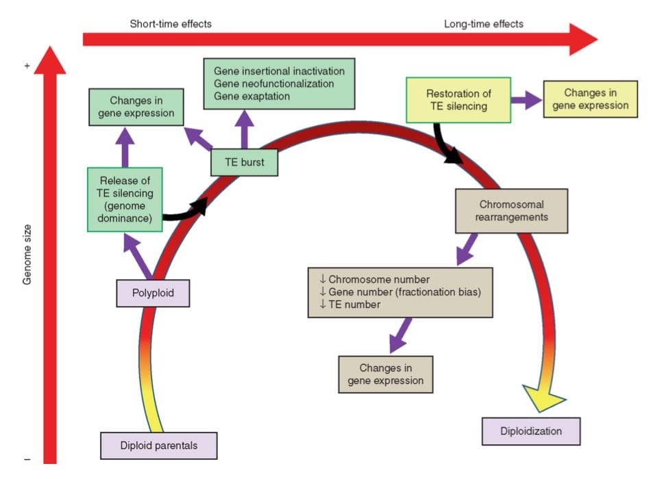The close connections of polyploidization and TE dynamics.