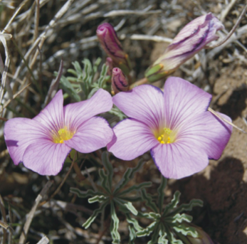 Genetic evaluation of an endemic plant from Patagonia