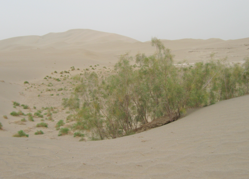 Genetic structure of Tamarix taklamakanensis