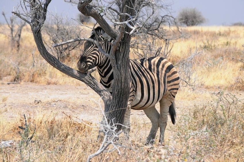 Tree (and zebra)