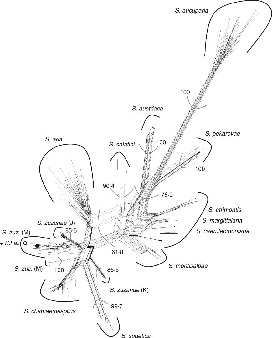 Neighbour-net graph of the studied Sorbus taxa based on AFLP data.
