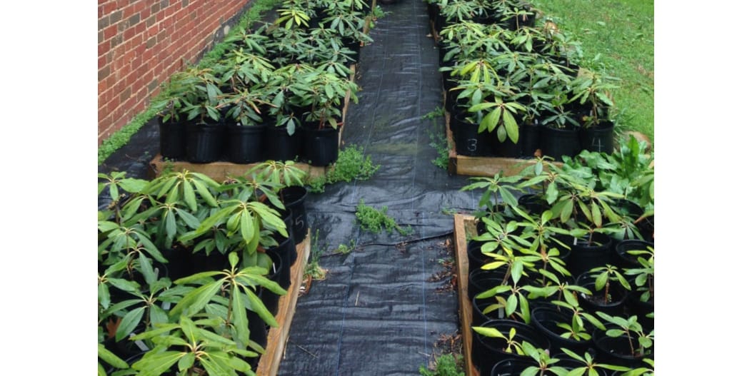 Population-level plasticity drives plant trait variation along elevation