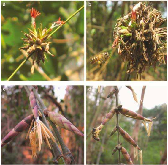 Breeding system and pollination of two related bamboo species