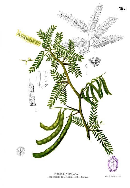Prosopis_juliflora